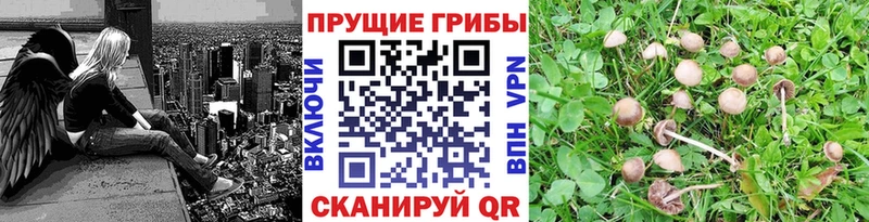 hydra ТОР  Скопин  Псилоцибиновые грибы мицелий 